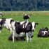 Dairy cows