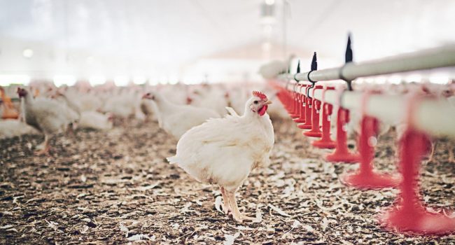 Managing The Intestinal Carriage Of Avian Pathogenic E. Coli