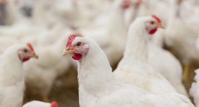 Customer Success: SIPRA – Ivory Coast