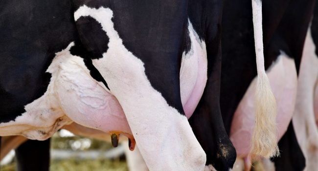 The demedication challenge in modern dairy production