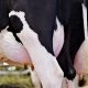 The demedication challenge in modern dairy production