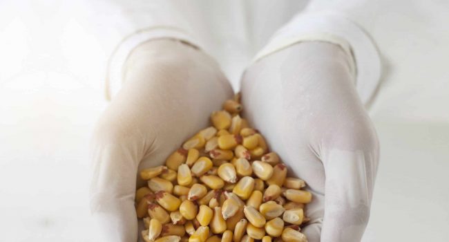 Specific in vivo ducklings model to assess AFB1-binding ability