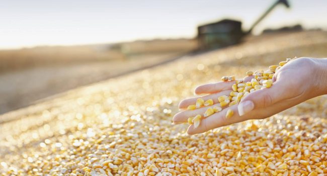 Multi-Mycotoxin Contamination, An Underestimated Risk