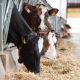 Mycotoxins: Cows are not fully protected
