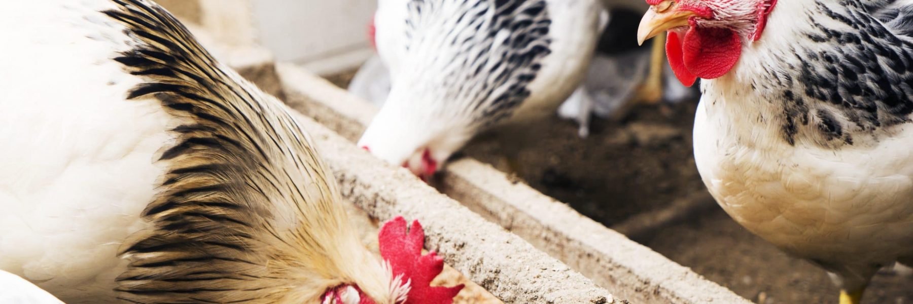 Customer Success: Jeil Feed in Korea