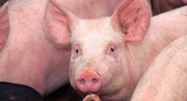 wisium_featured image_article_summer season a complete solution for pigs and sows under heat stress condition