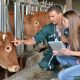 Heifer Nutrition And The Nursy Program