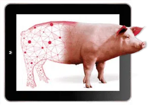 EN SOLVER SOWS VISUA