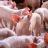 FR Piglets-AdobeStock_279167691