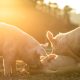 [EN] Blog Sustainability of Swine Production and the Dilemma of Feeding the World