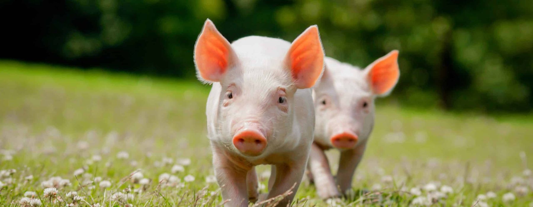 Two-piglets-run-one-behind-the-other-in-a-meadow-AdobeStock_858948821-scaled