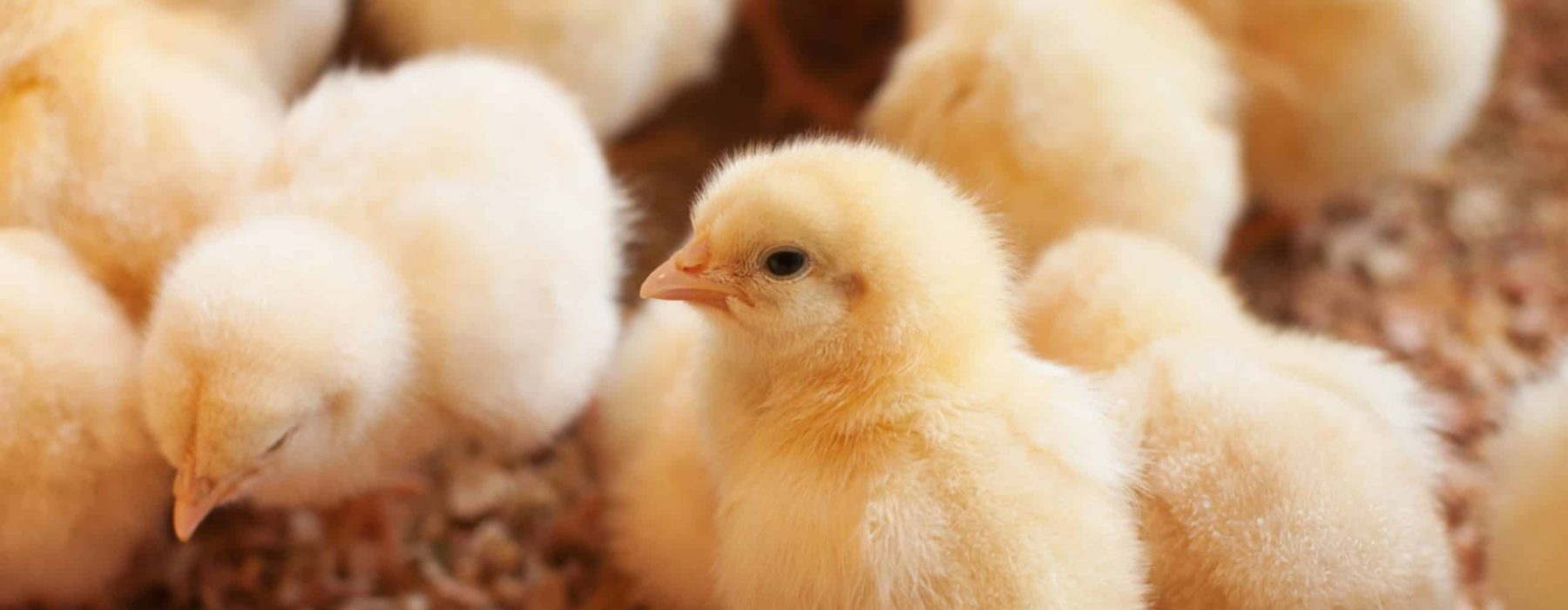 Young-baby-chicken-AdobeStock_157679151-scaled