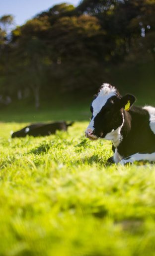 andy-kelly-5APBLfC2hUs-unsplash-scaled-312×515