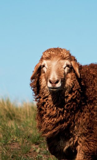 artem-labunsky-hp8Sd4wP_hk-unsplash-scaled-312×515