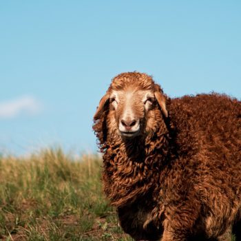 artem-labunsky-hp8Sd4wP_hk-unsplash-scaled-350×350