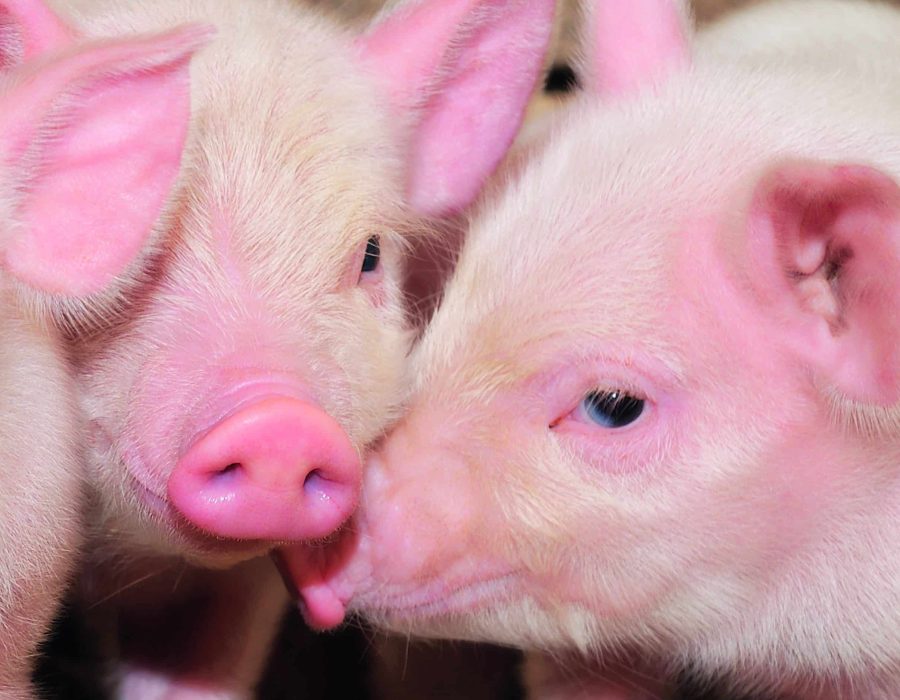 ©-Anatolii-Fotolia.com-2-scaled